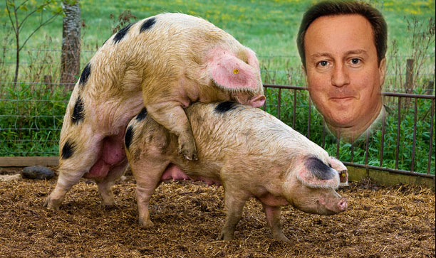 david cameron pig sex